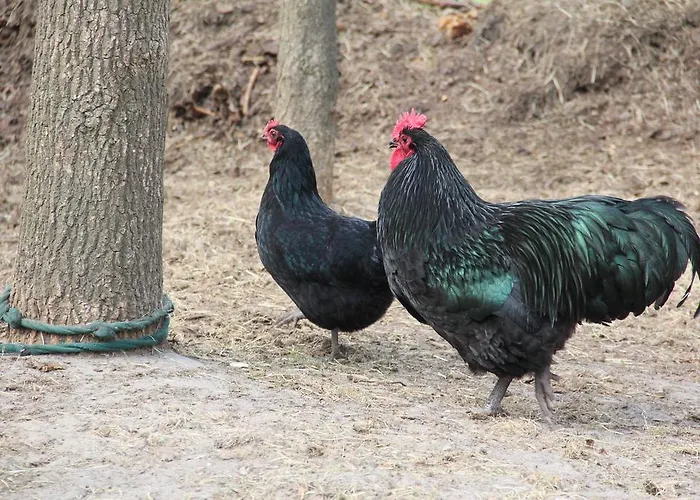 B&B In de Backerije
